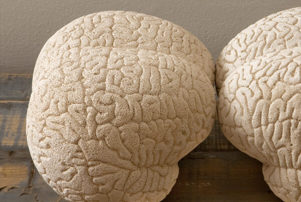Brains