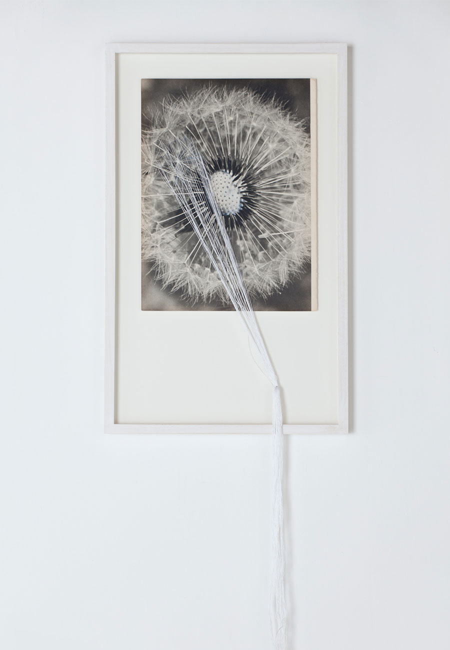 Dandelion 1 / 2 / 3