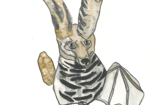 Animalia (drawings)
